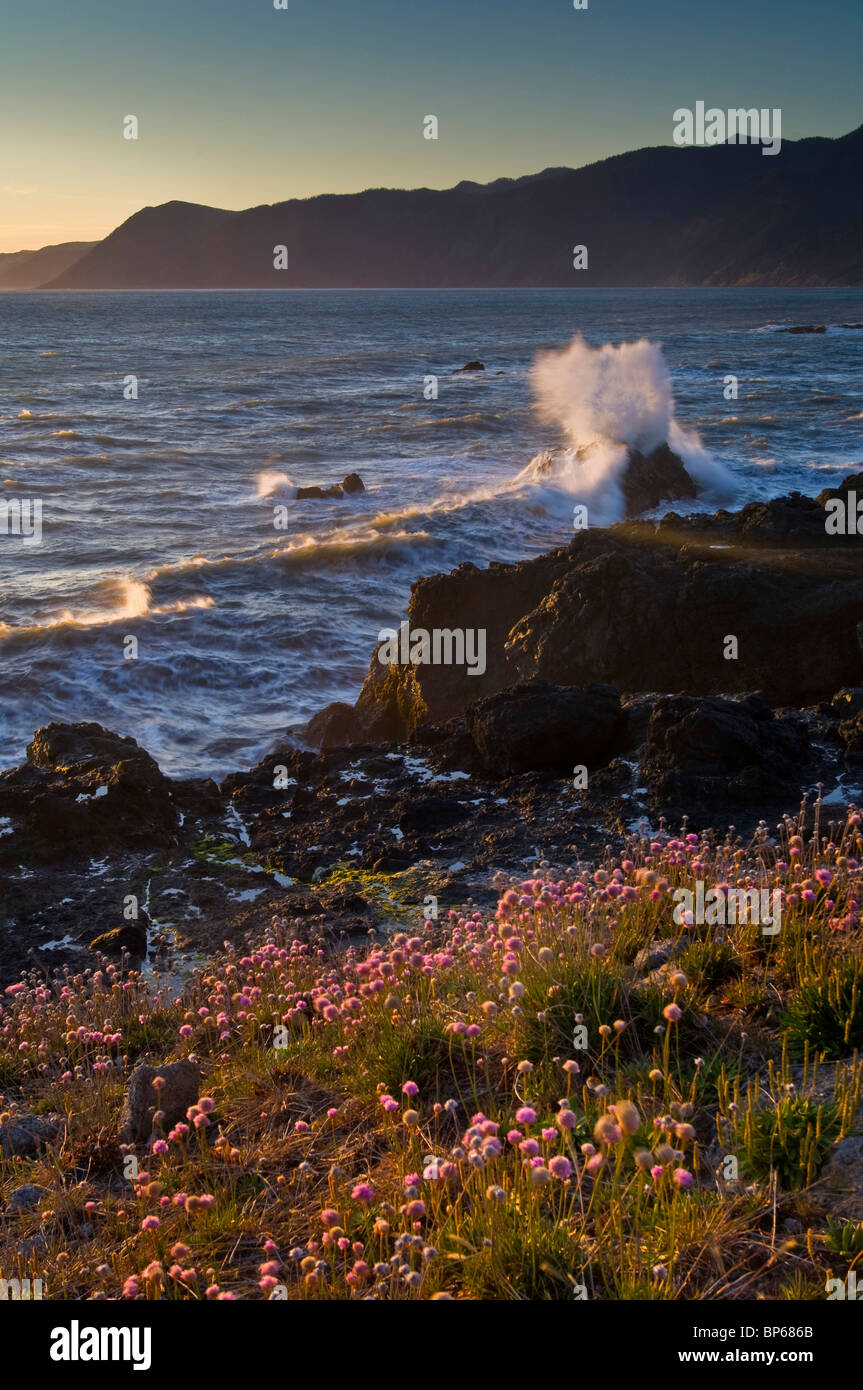Stürmischen Wellen brechen sich am Küstenfelsen und Wildblumen im Sonnenuntergang, Shelter Cove, Lost Coast, Humboldt County, Kalifornien Stockfoto