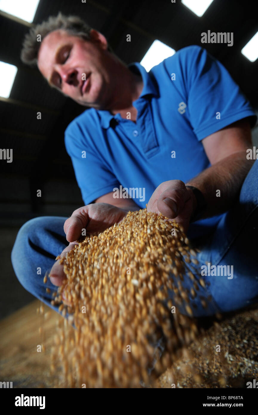 Eine Acker-Bauer aus Wiltshire mit einer Handvoll Weizenkörner UK Stockfoto