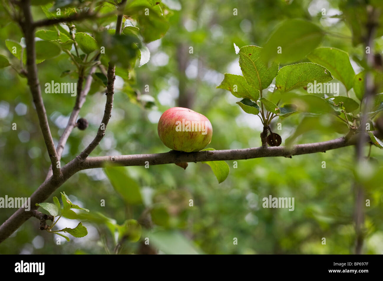 Ein Apple in einem Baum Stockfoto