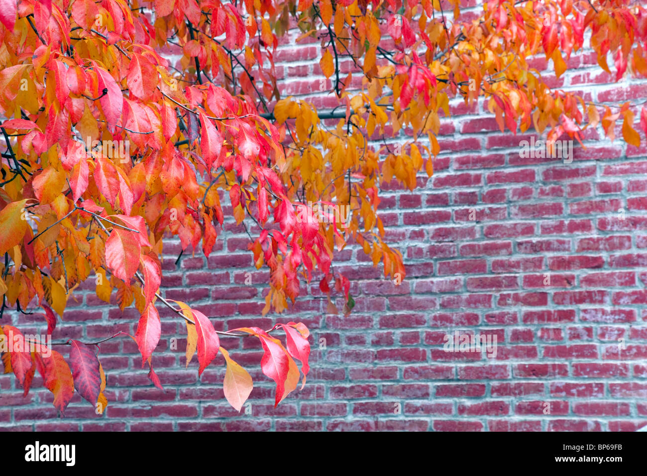 Herbstfarben neben Backsteinbau. Jacksonville, Oregon Stockfoto