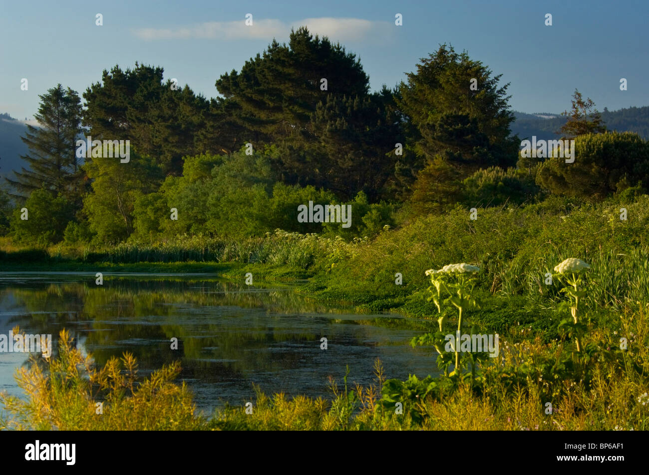 Morgenlicht in Arcata Marsh, Arcata, Kalifornien Stockfoto