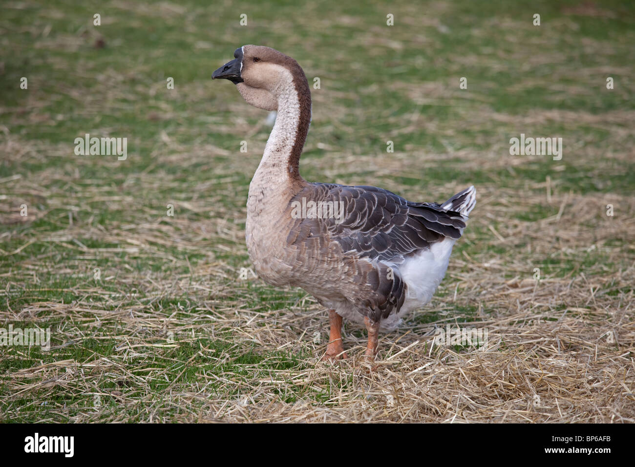 Afrikanischen Gans mit genoppten Bill und Wamme Cotswold Farm Park Tempel Guiting UK Stockfoto