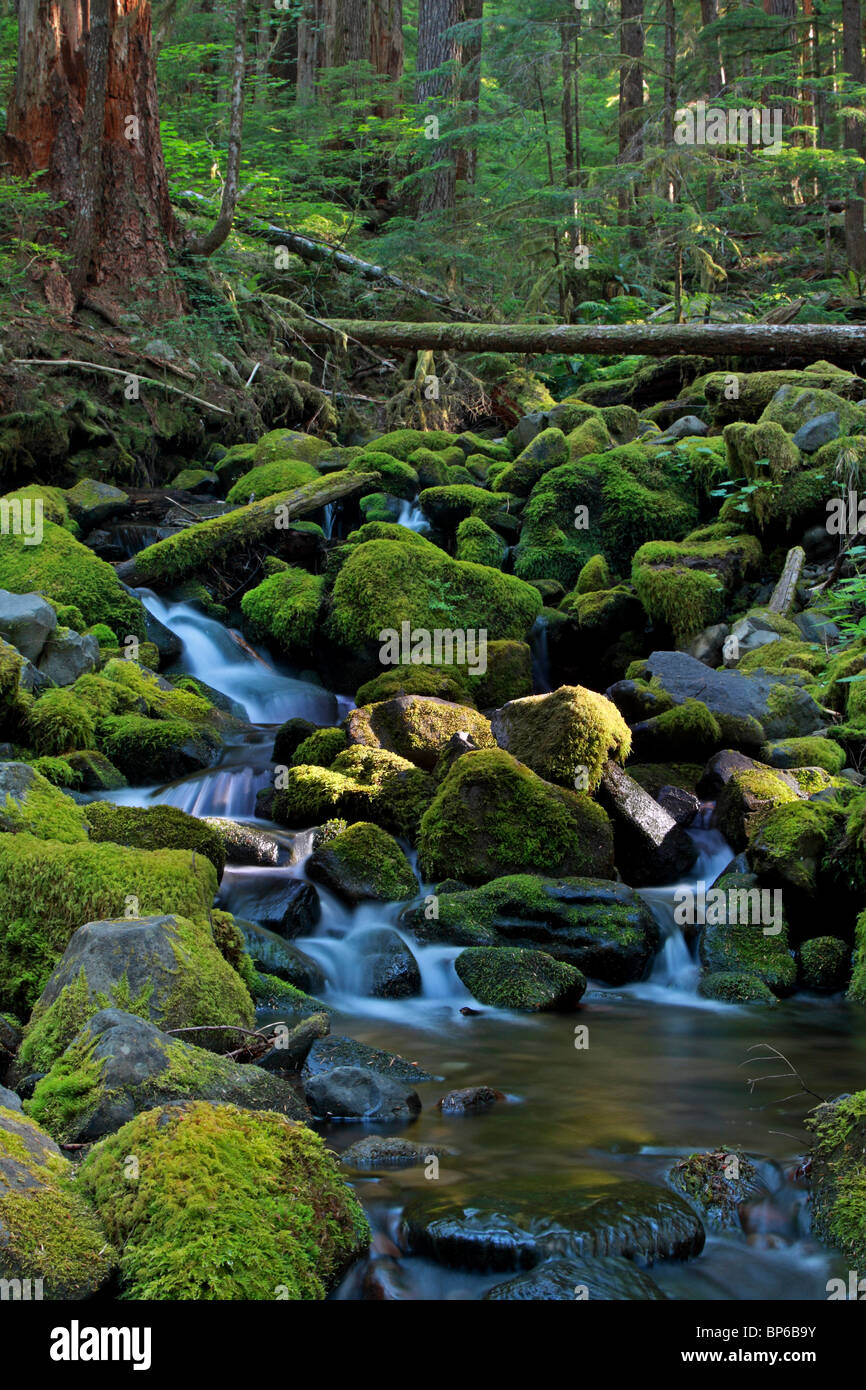 Sonnenlicht-Filter durch den Regenwald in der Nähe von Sol Duc Hot Springs in Olympic Nationalpark. Stockfoto