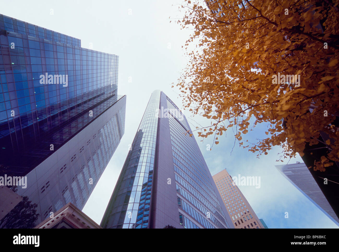 Herbstlaub und Gebäude, Minato, Tokio, Japan Stockfoto