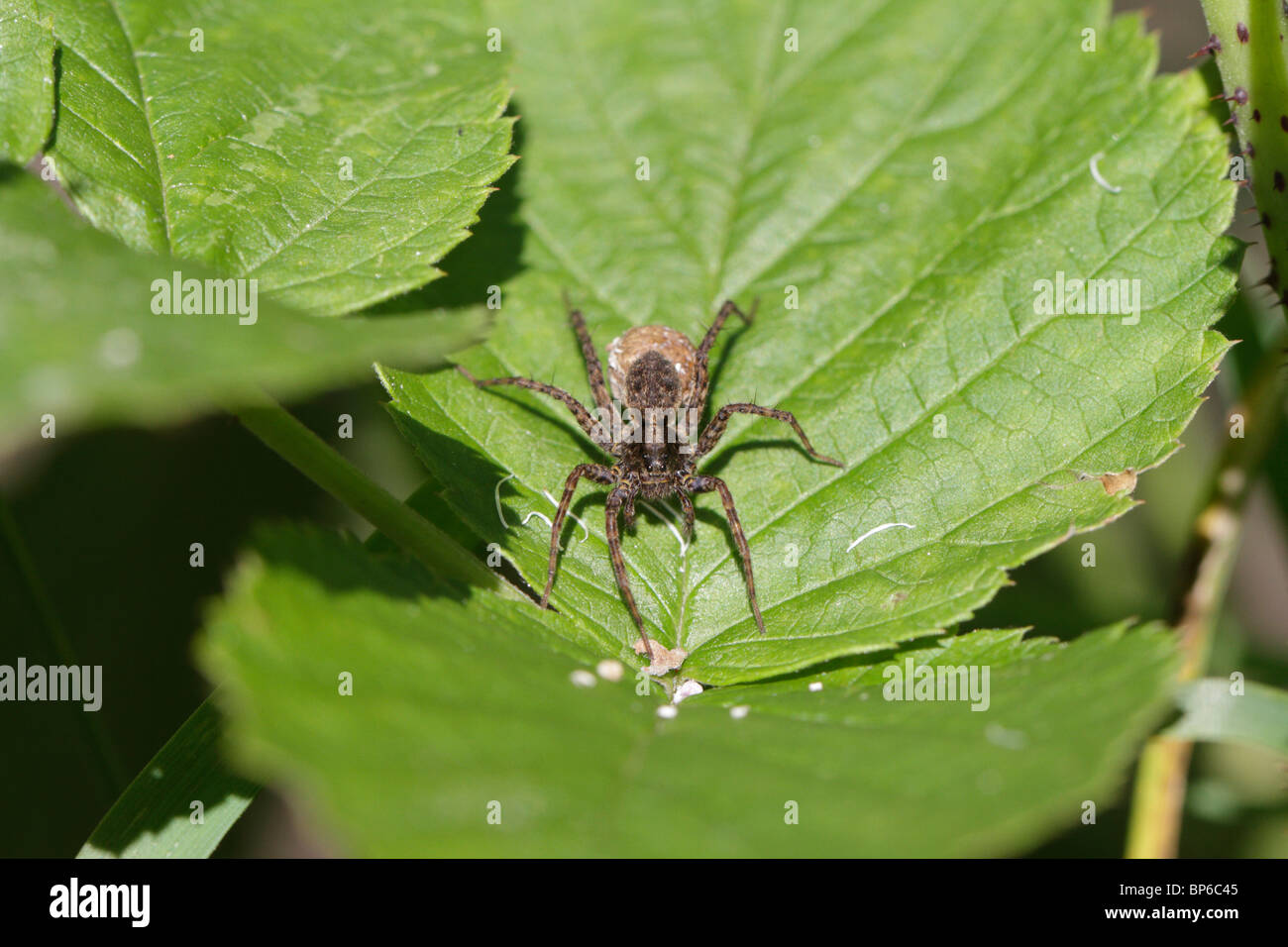 Pardosa SP., eine weibliche Wolf Spinne mit ihrem Kokon voller Eier Stockfoto