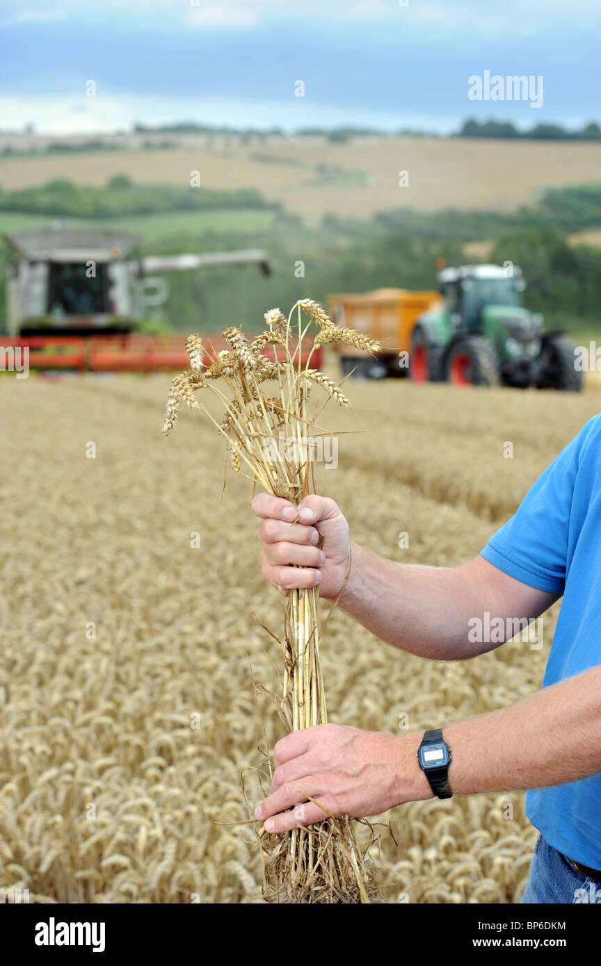 Detail von einer Garbe Weizen Besitz eine Acker-Bauer aus Wiltshire in einem Feld bei der Ernte UK Stockfoto