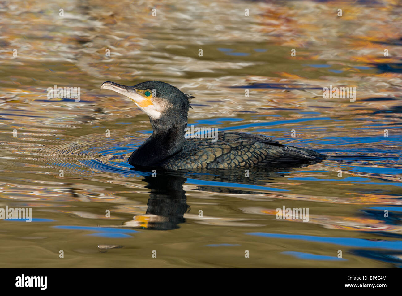 Kormoran Phalacrocorax carbo Stockfoto