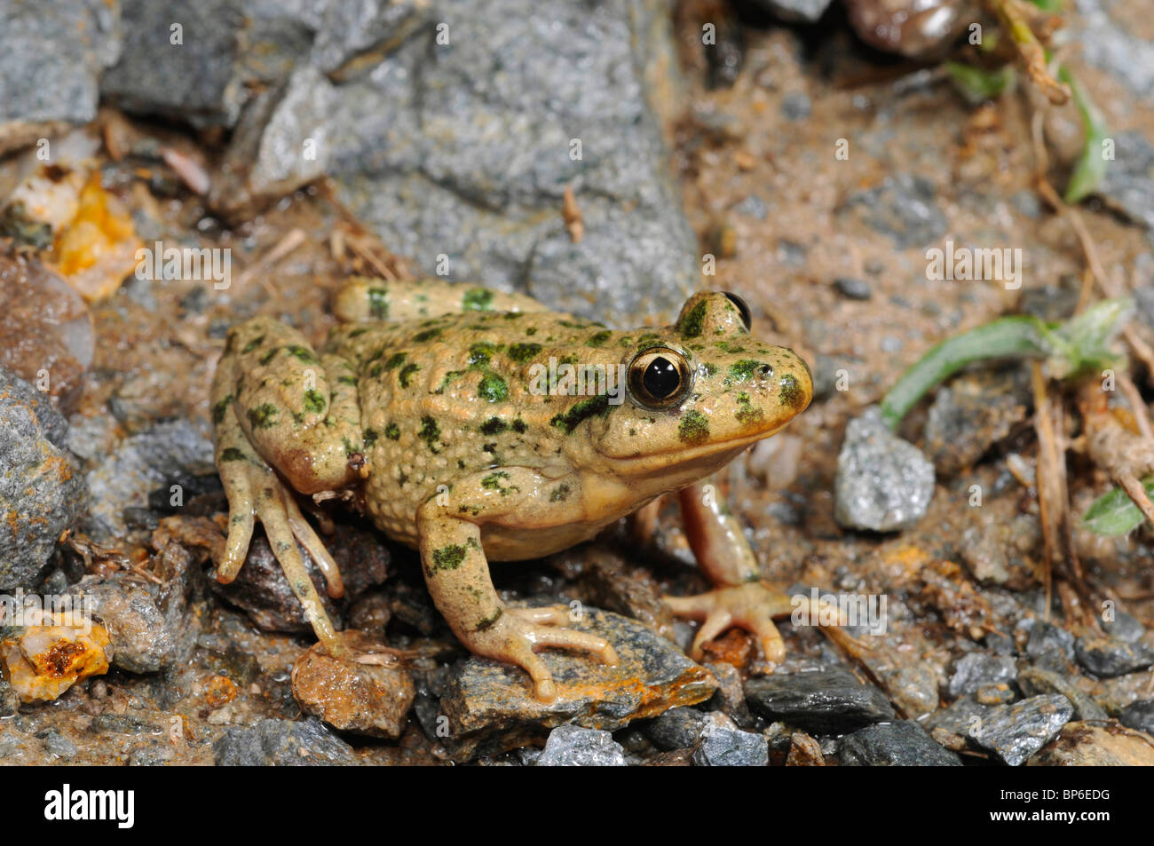 Petersilie-Frosch, Grasfrosch Petersilie, Schlamm-Taucher, entdeckt Schlamm Frosch (Pelodytes Punctatus), am Ufer, Spanien, Murcia Stockfoto