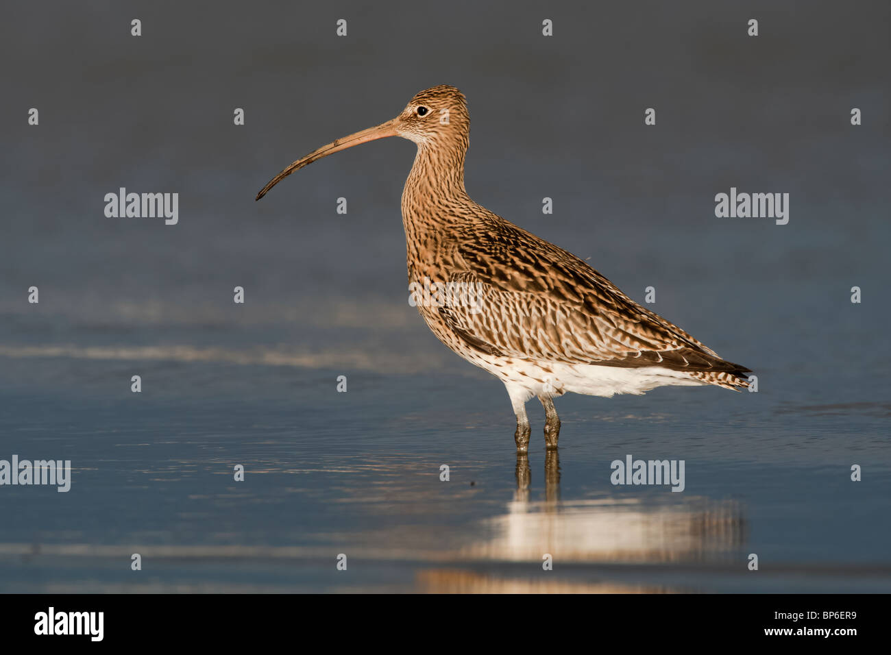 Brachvogel Numenius arquata Stockfoto