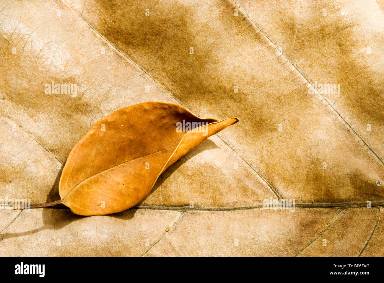 Große und kleine trockene alte Blätter mit Detail Vene. Stockfoto