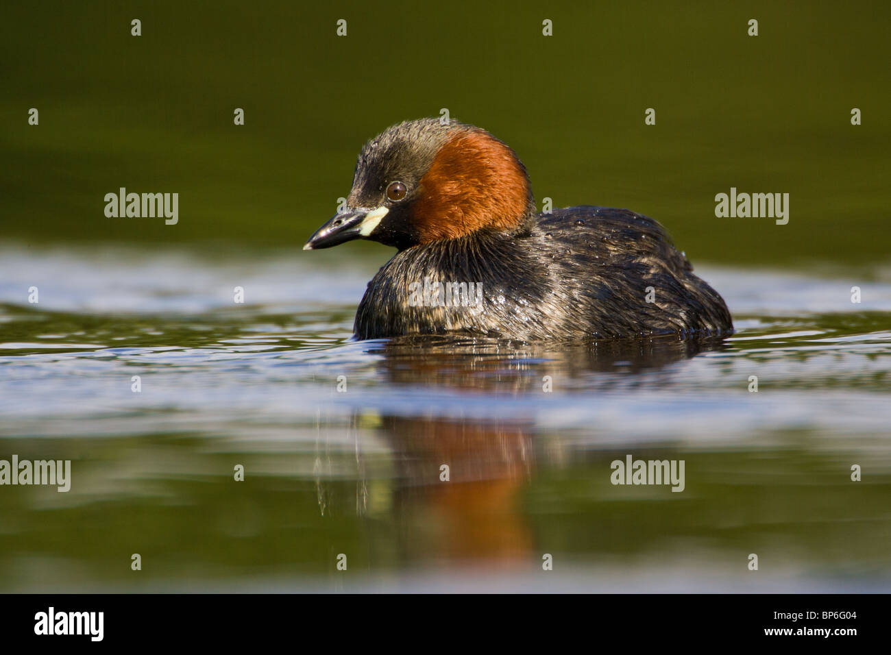Zwergtaucher, Tachybaptus ruficollis Stockfoto