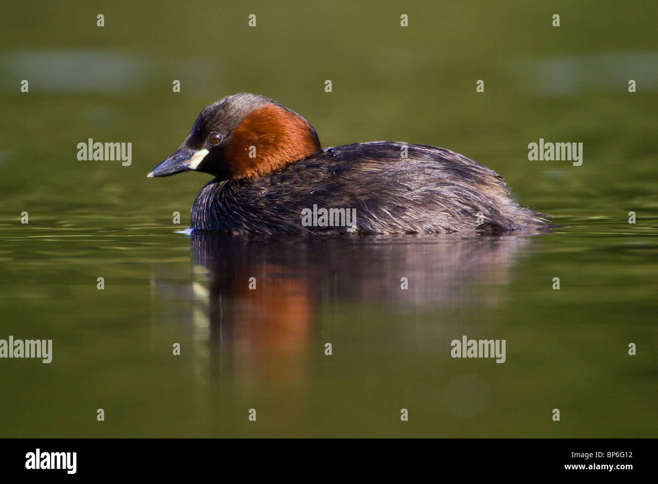Zwergtaucher, Tachybaptus ruficollis Stockfoto