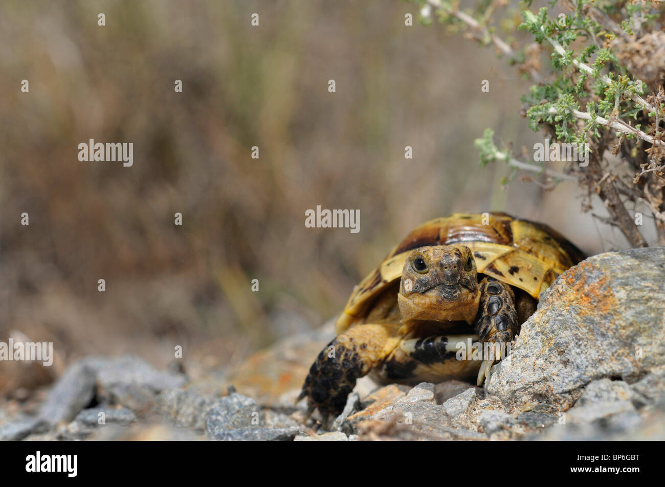 Sporn-thighed Tortoise, mediterrane Sporn-thighed Tortoise, gemeinsame Schildkröte, Griechische Schildkröte (Testudo Graeca), Juvenile Gewohnheit Stockfoto