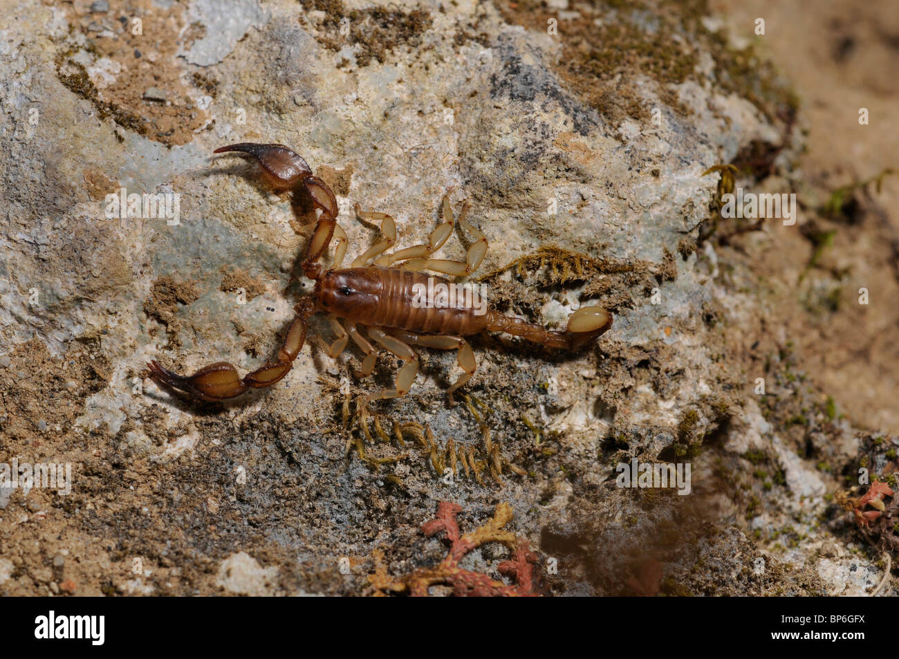 Skorpione (Euscorpius spec.), an einer Wand, Griechenland, Creta Stockfoto