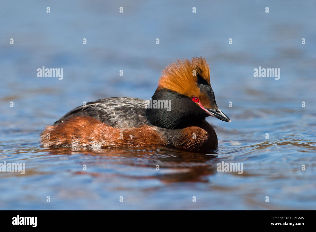 Slawonische Haubentaucher, Podiceps auritus Stockfoto