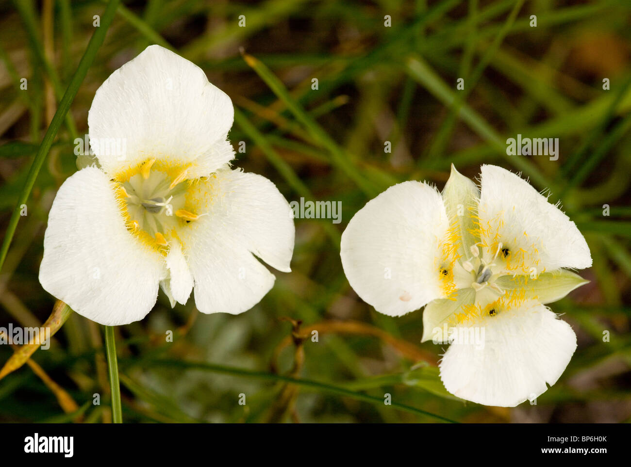 Drei-Punkt Mariposa-Lily, Calochortus Apiculatus, Waterton Lakes National Park, Kanada Stockfoto