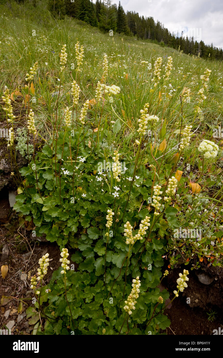 Runde-leaved Alumroot, Heuchera Cylindrica, Waterton, Kanada Stockfoto
