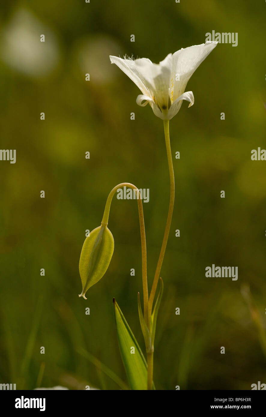 Drei-Punkt-Mariposa Lily, Calochortus Apiculatus, Blüte und Frucht, Waterton Lakes National Park, Kanada Stockfoto