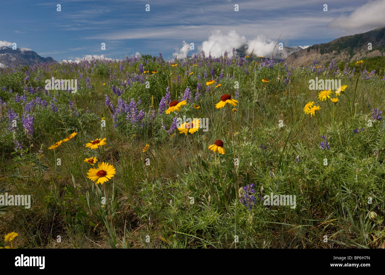 Gemeinsame Blanketflower oder gemeinsame Gaillardia, Gaillardia Aristata, Lupinen und andere Blumen in Prärie Grünland, Waterton Lakes Stockfoto