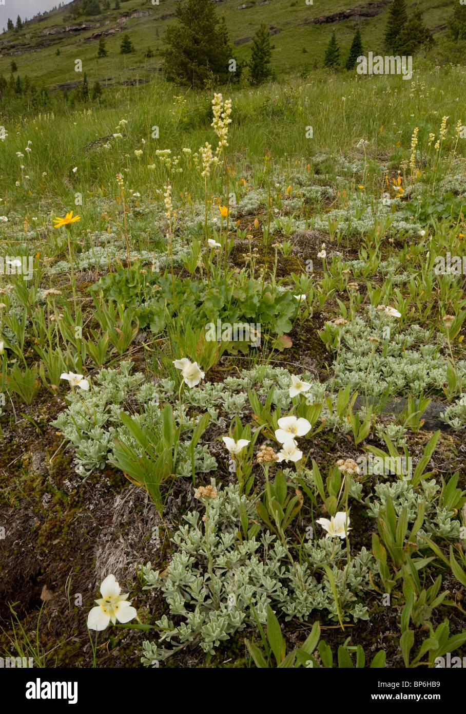 Drei-Punkt-Mariposa-Lily, Calochortus Apiculatus, Heuchera und andere Blumen, Waterton Lakes National Park, Kanada Stockfoto