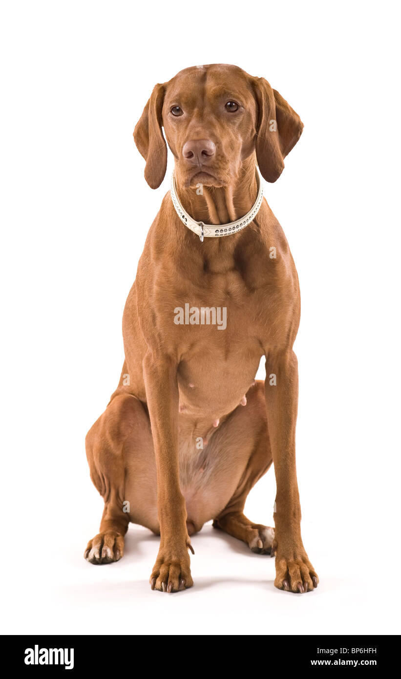 Schöne weibliche Magyar Vizsla. Isoliert auf weißem Hintergrund. Stockfoto