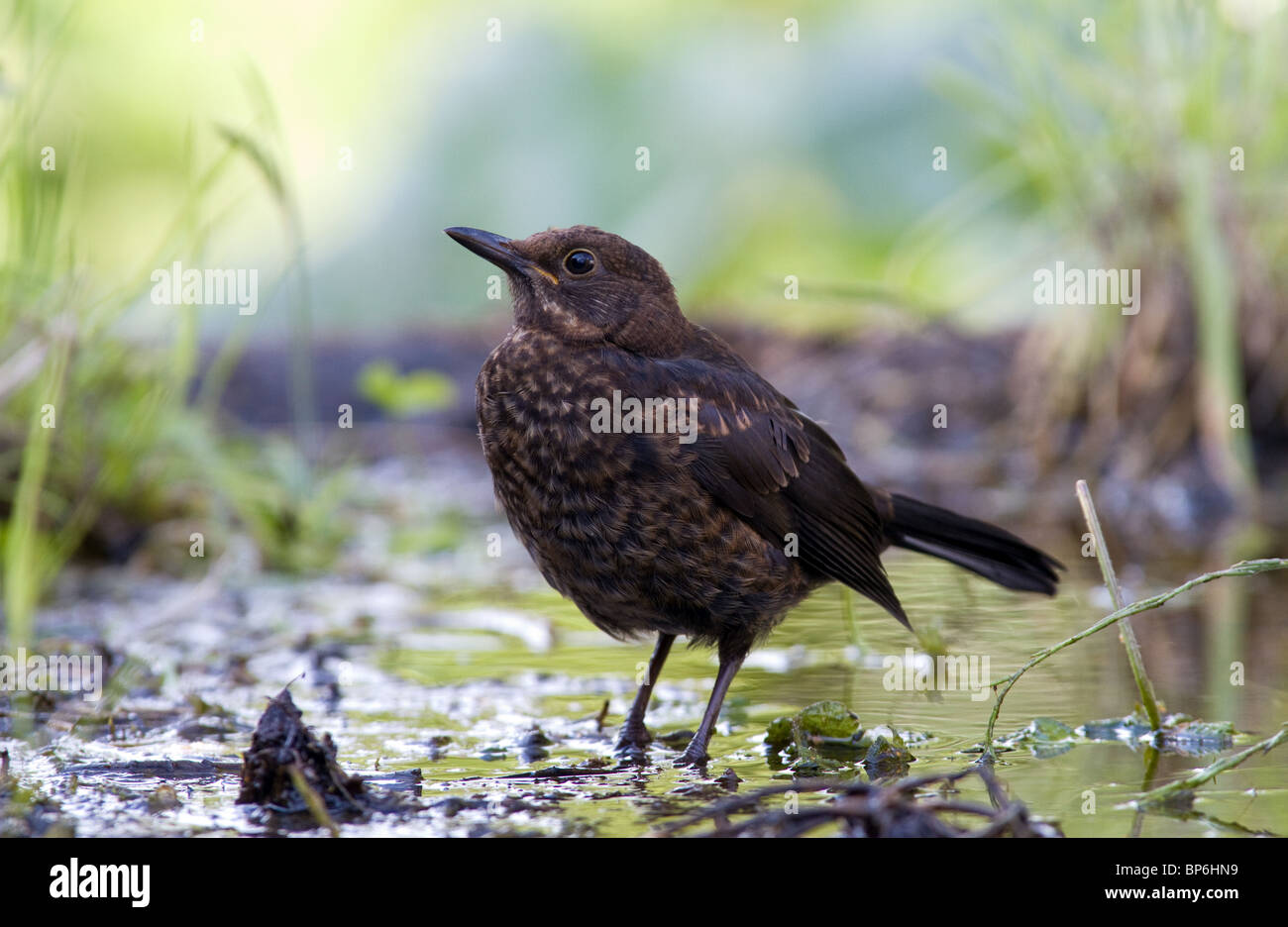 Juvenile Amsel im Wasser Stockfoto