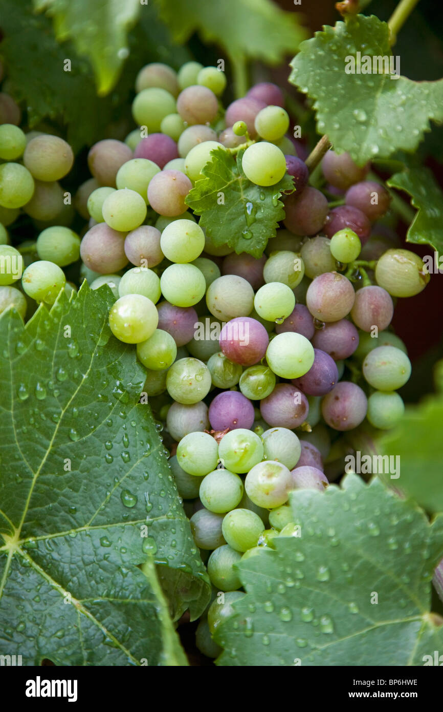 Detail der Trauben an einem Weinstock Stockfoto