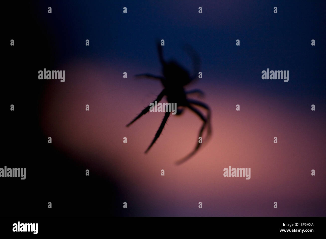 Silhouette einer Spinne in der Abenddämmerung Stockfoto