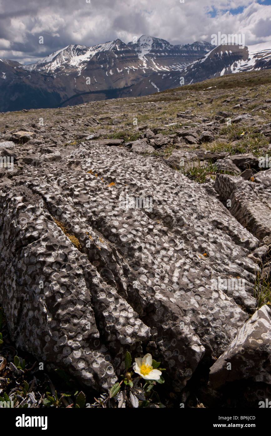 Mountain Avens unter den fossilen Korallen auf Parker Ridge, Rockies, Banff Nationalpark, Kanada Stockfoto