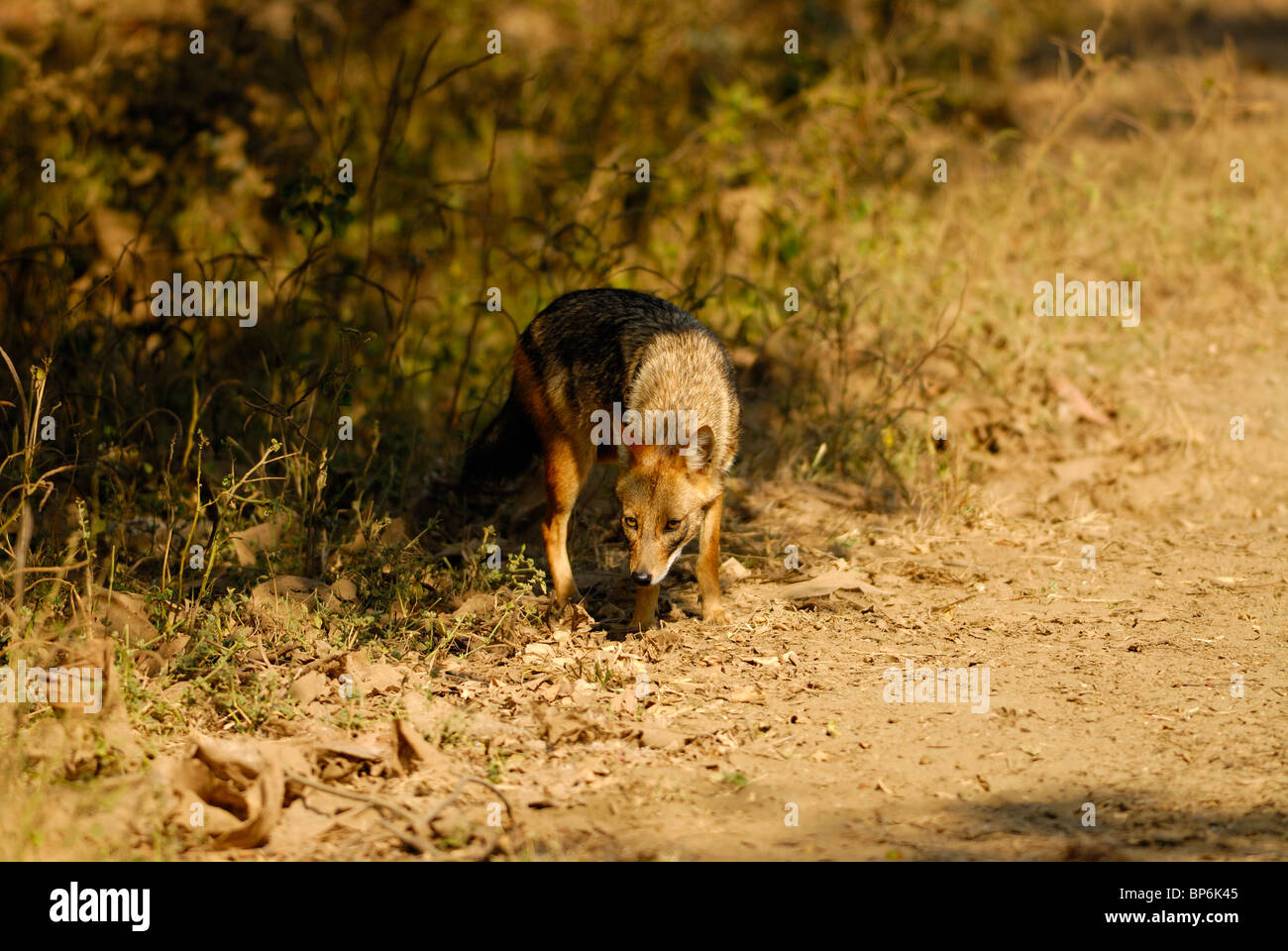 Indische Schakal Canis aureus Stockfoto