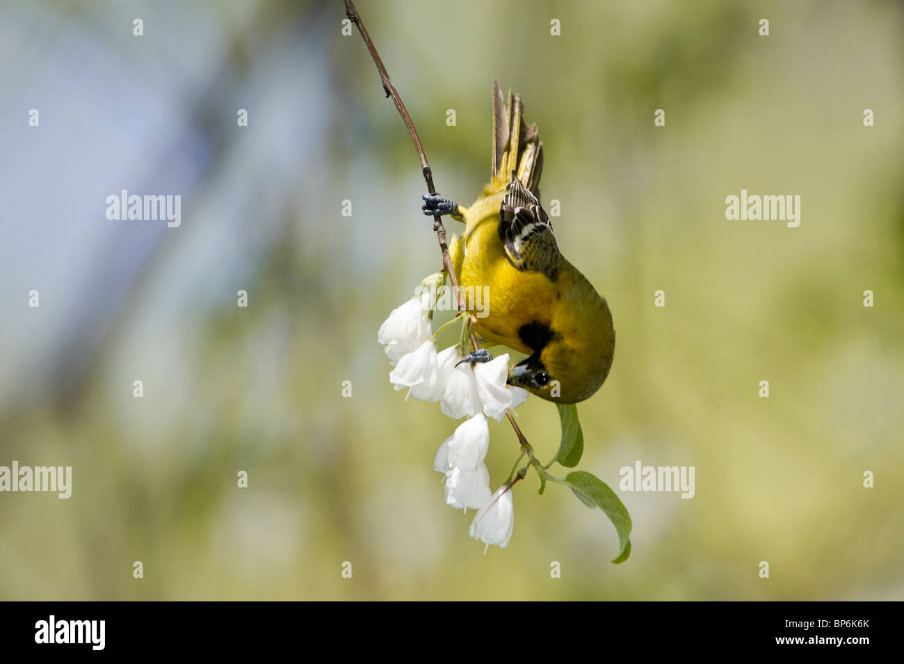 Unreife Obstgarten Oriole Fütterung auf Carolina Silverbell Blüten Stockfoto