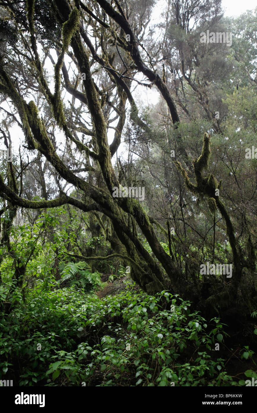 Bäume und Pflanzen im Wald Stockfoto