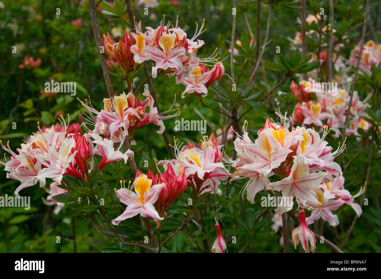 Wilde Azalea Blumen blühen im Frühjahr auf die Azalee staatlichen Naturschutzgebiet, in der Nähe von McKinleyville, Kalifornien Stockfoto