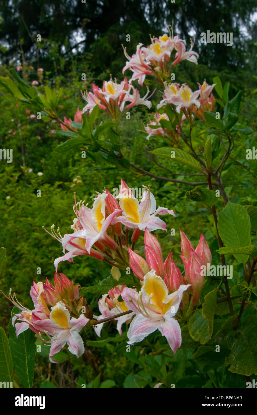 Wilde Azalea Blumen blühen im Frühjahr auf die Azalee staatlichen Naturschutzgebiet, in der Nähe von McKinleyville, Kalifornien Stockfoto