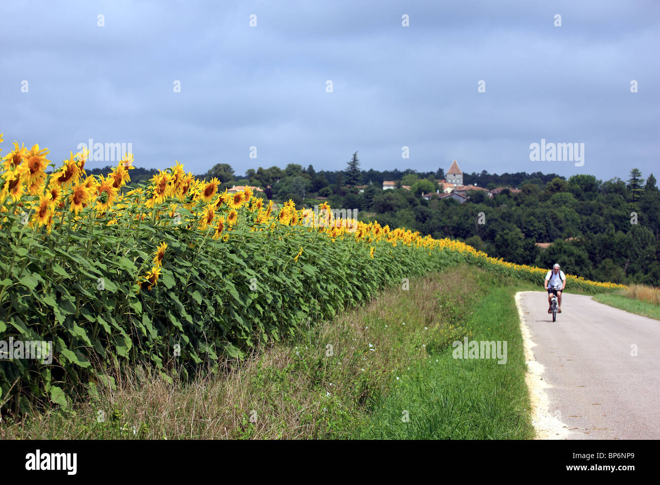 Radfahrer, vorbei an einem Sonnenblumenfeld mit der französischen Stadt Les Graulges in der Dordogne im Hintergrund Stockfoto