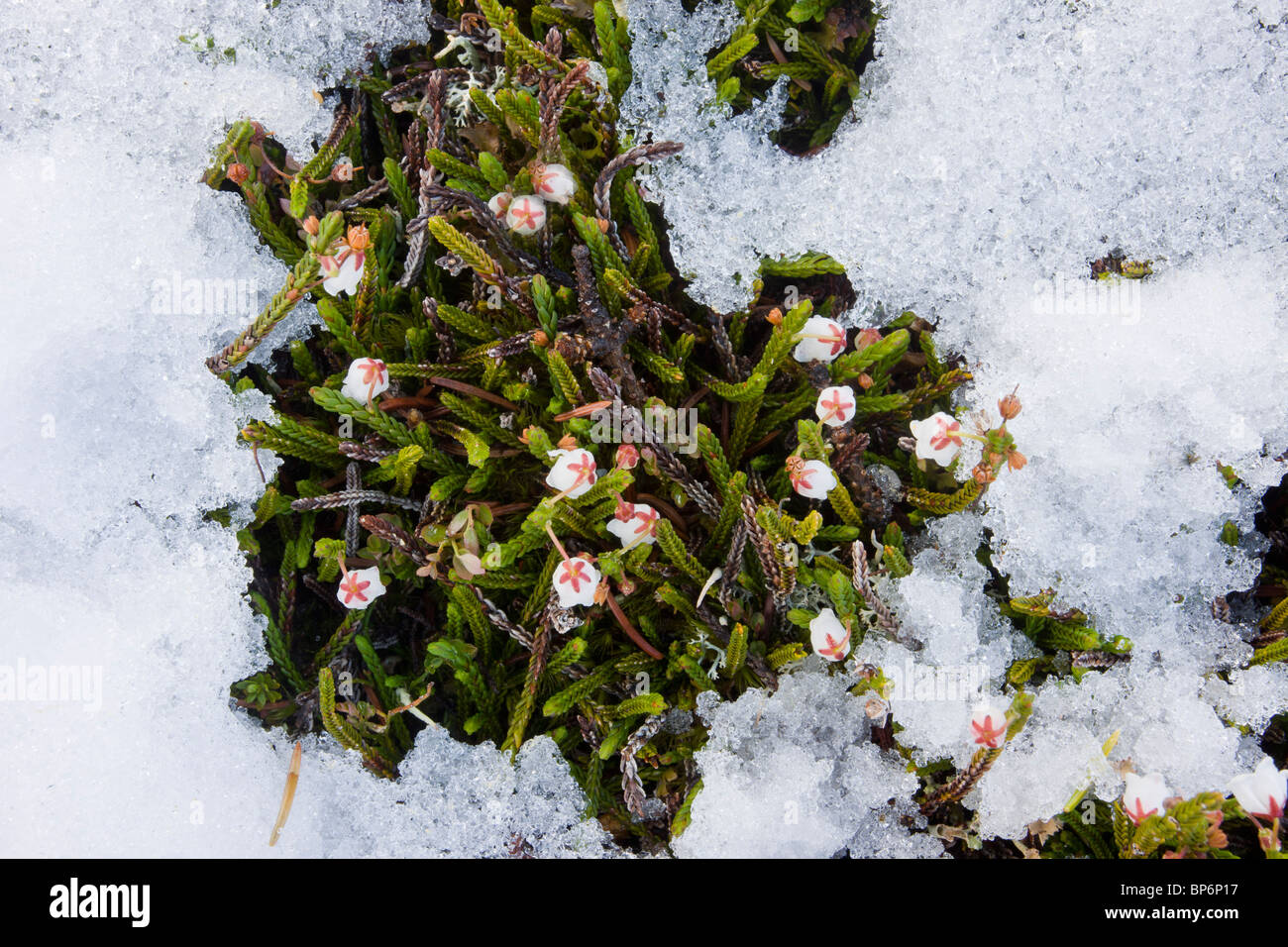 White Mountain-Heather, Cassiope Mertensiana in Massen, hohe Tundra in den Jasaper Nationalpark, Kanada Stockfoto