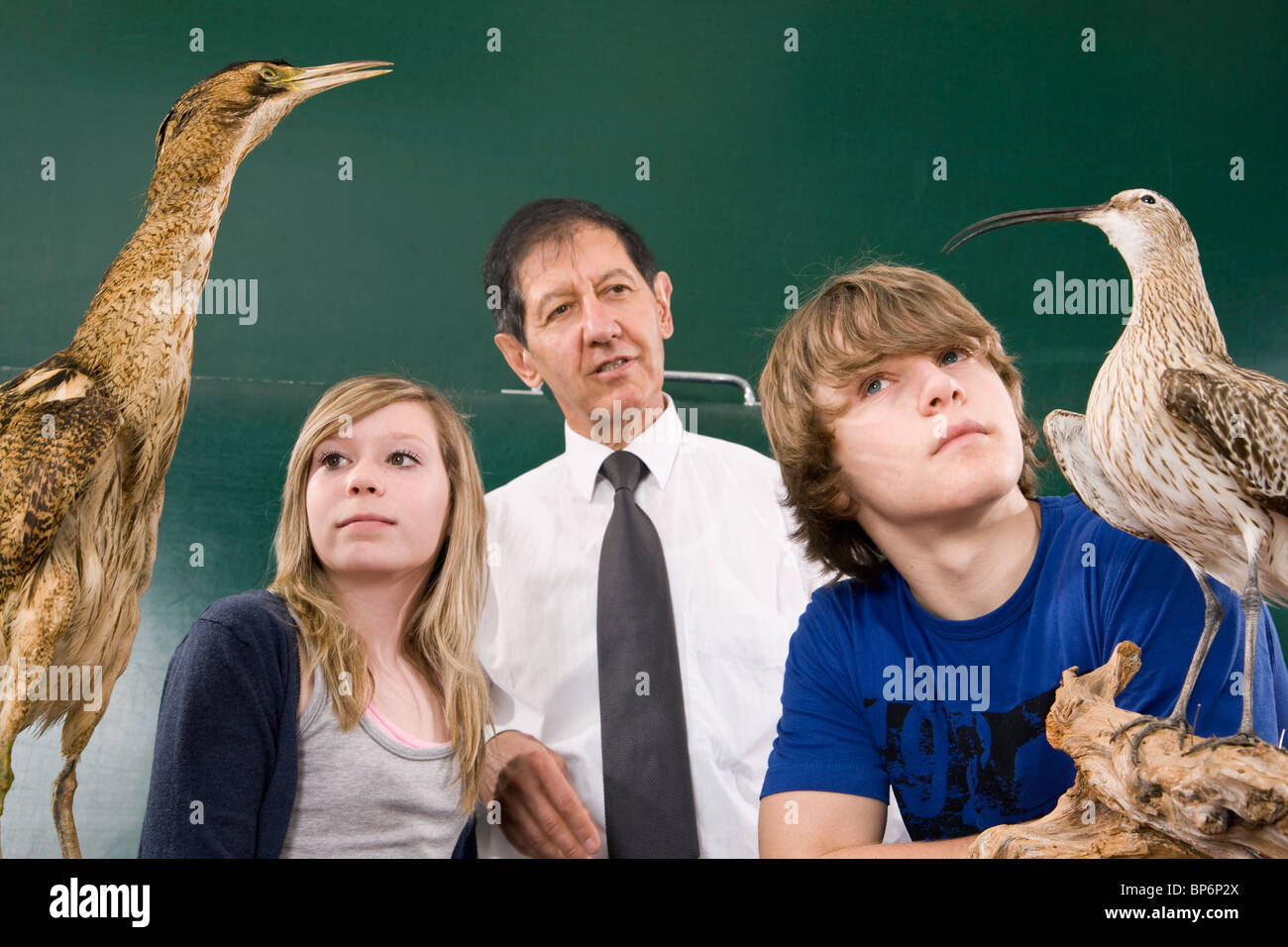 Schüler lernen eine Rohrdommel, Botaurus Stellaris und ein Brachvogel Numenius arquata Stockfoto