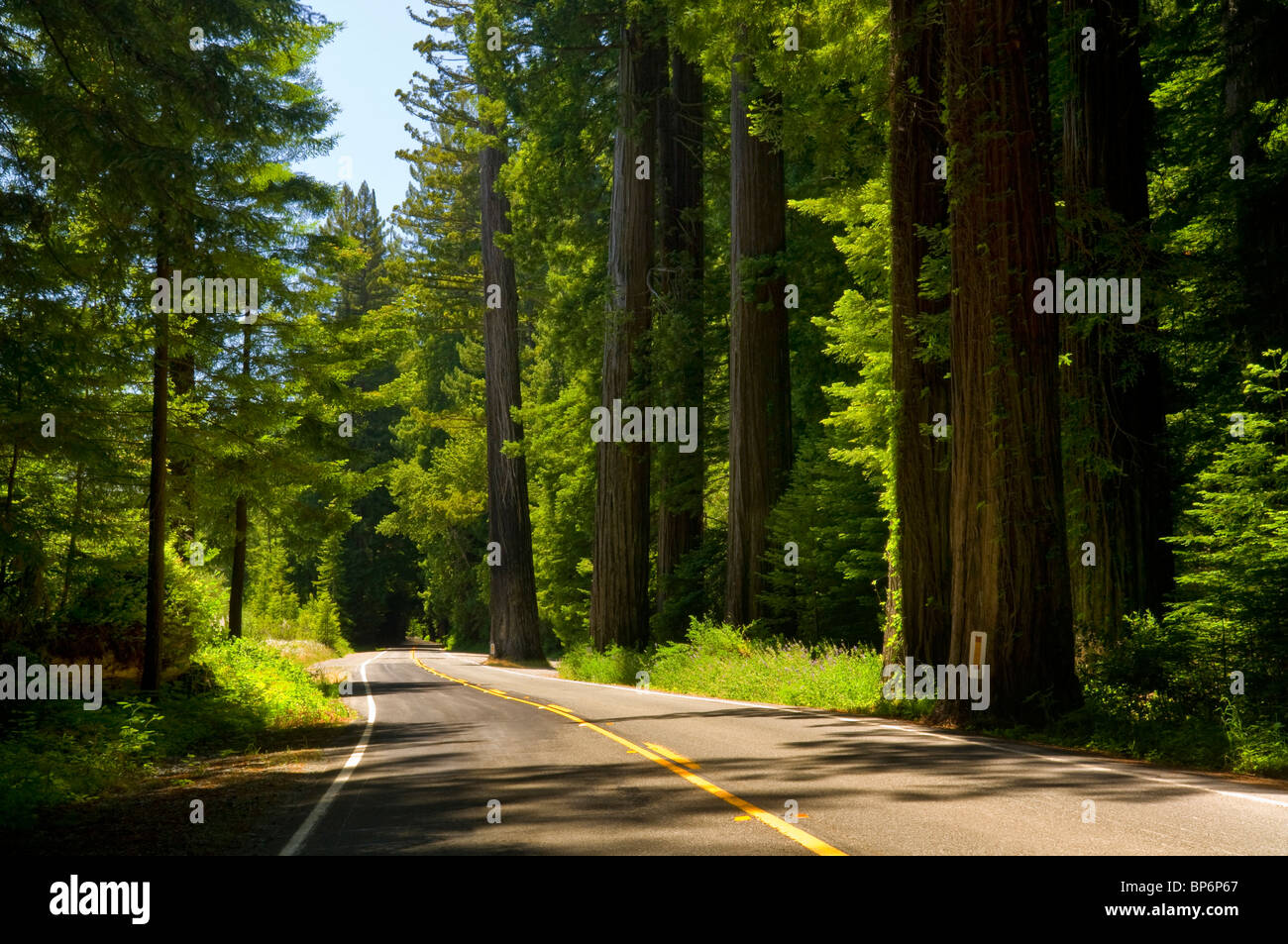 Straße durch den Redwood-Bäume und Wald, Avenue of the Giants Humboldt County, Kalifornien Stockfoto