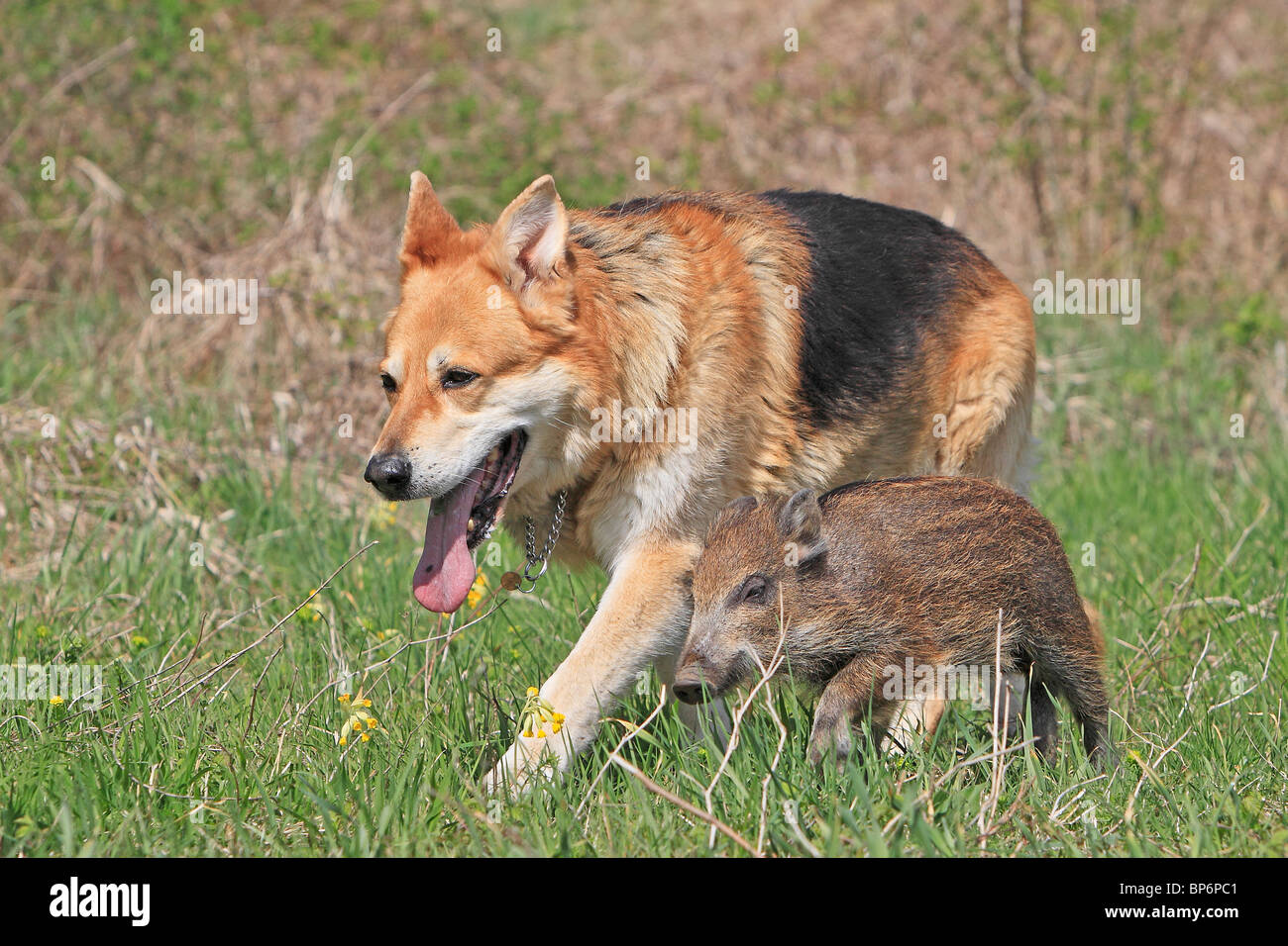 Wildschwein (Sus Scrofa), Ferkel zu Fuß mit Haushund (Canis Lupus Familiaris). Stockfoto