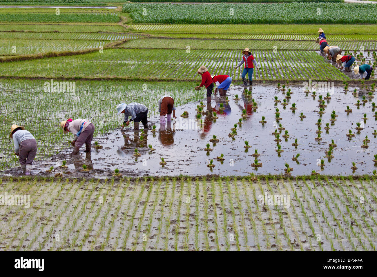 Frauen, die Anpflanzung von Reisfeldern in Dali, Provinz Yunnan, China Stockfoto