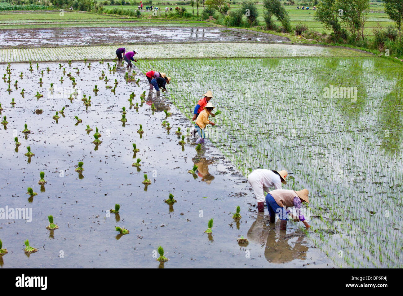 Frauen, die Anpflanzung von Reisfeldern in Dali, Provinz Yunnan, China Stockfoto