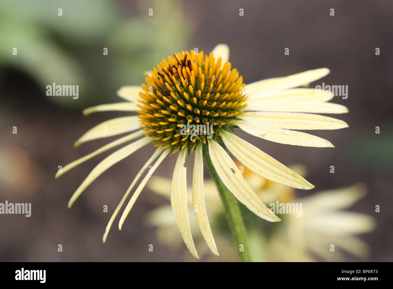 Sonnenhut-echinacea Stockfoto