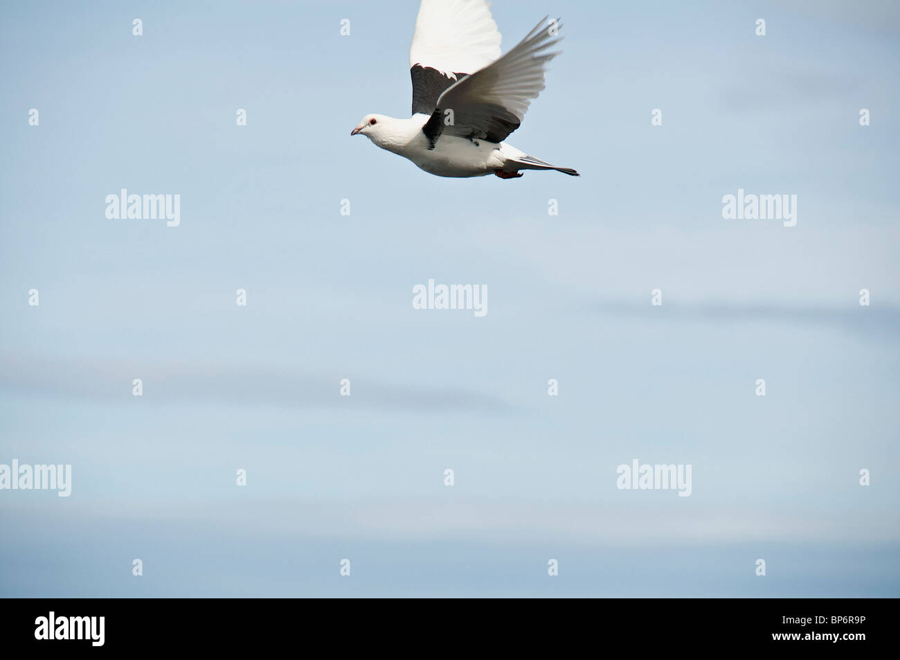 Ein Vogel fliegt in den Himmel, Nahaufnahme Stockfoto