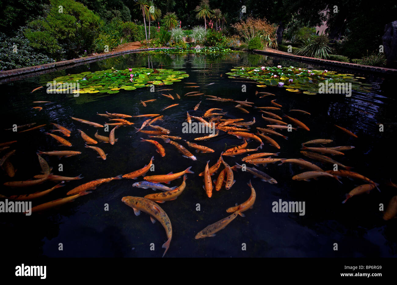 Koi karpfen Fotos und Bildmaterial in hoher Auflösung Alamy