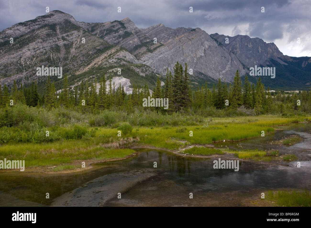 "Viele Federn" am Bow River, Bow Valley Provincial Park, Alberta, Kanada Stockfoto