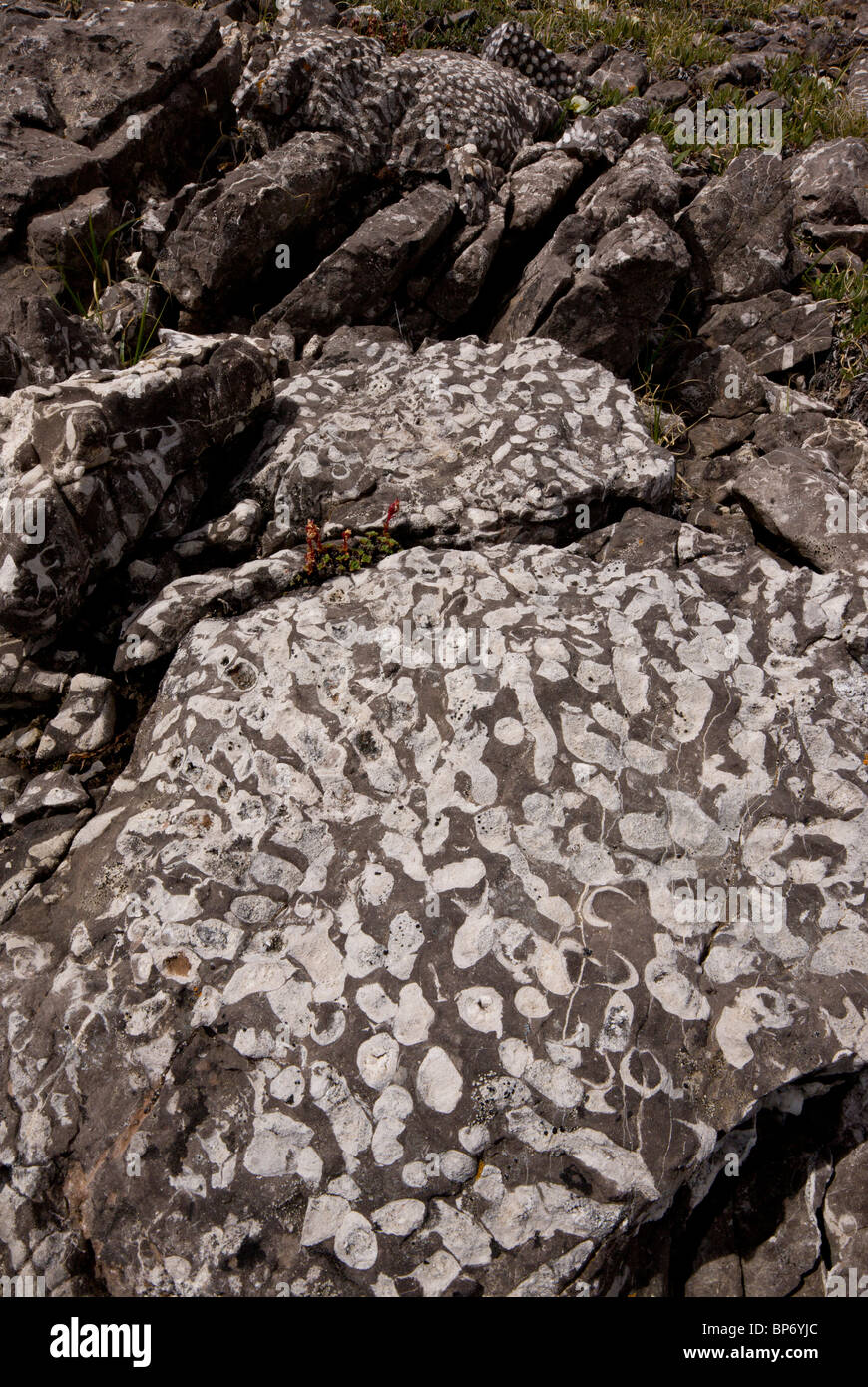 Fossile Korallen auf Parker Ridge, Banff Nationalpark, Rocky Mountains, Kanada Stockfoto