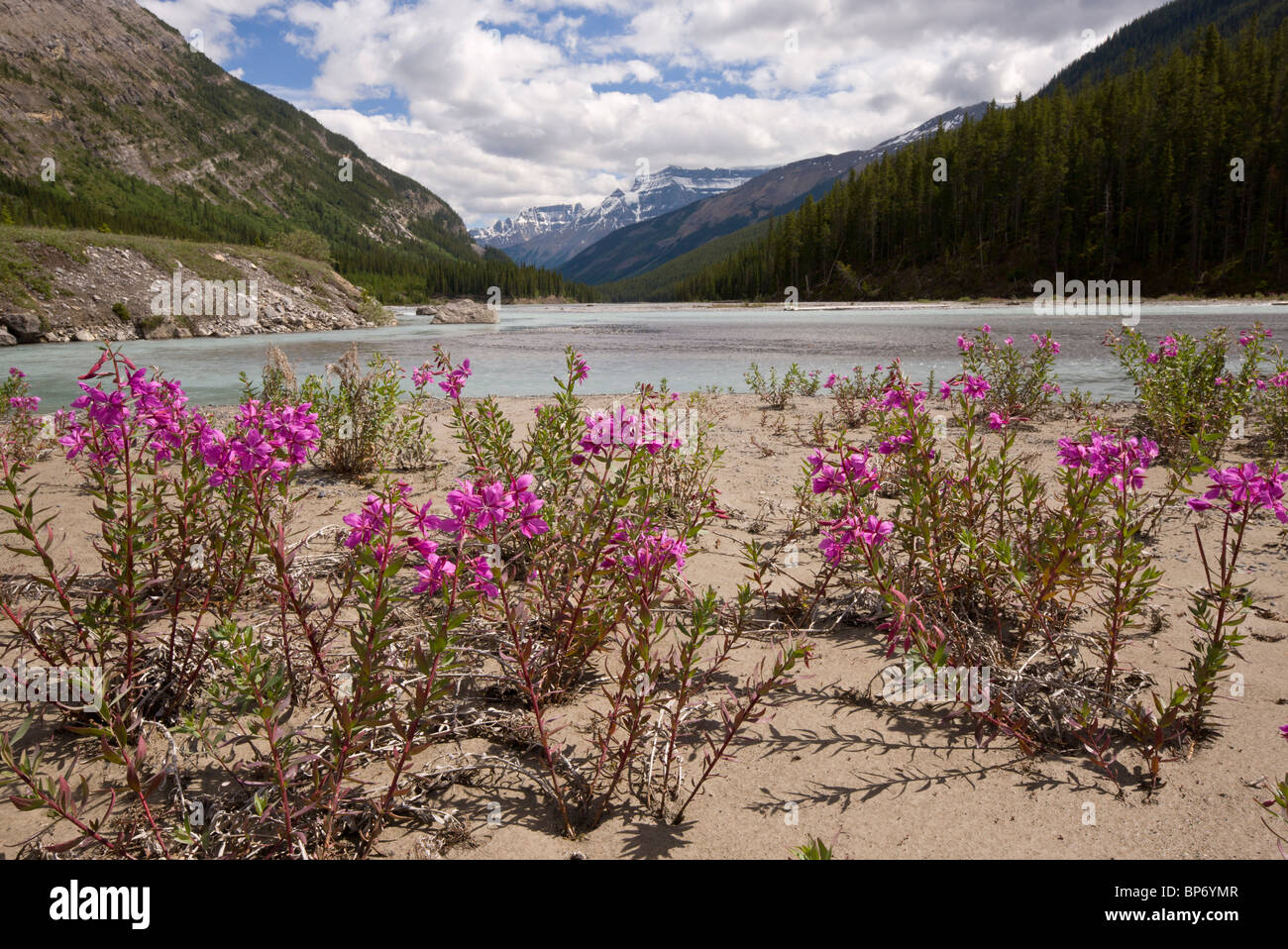 Breitblättrigen Weidenröschen oder Weidenröschen, Epilobium Latifolium, am North Saskatchewan River, Kanada Stockfoto