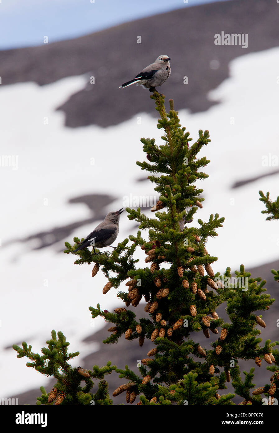 Paar Clarks Nussknacker, Nucifraga Columbiana, Banff NP, Kanada Stockfoto