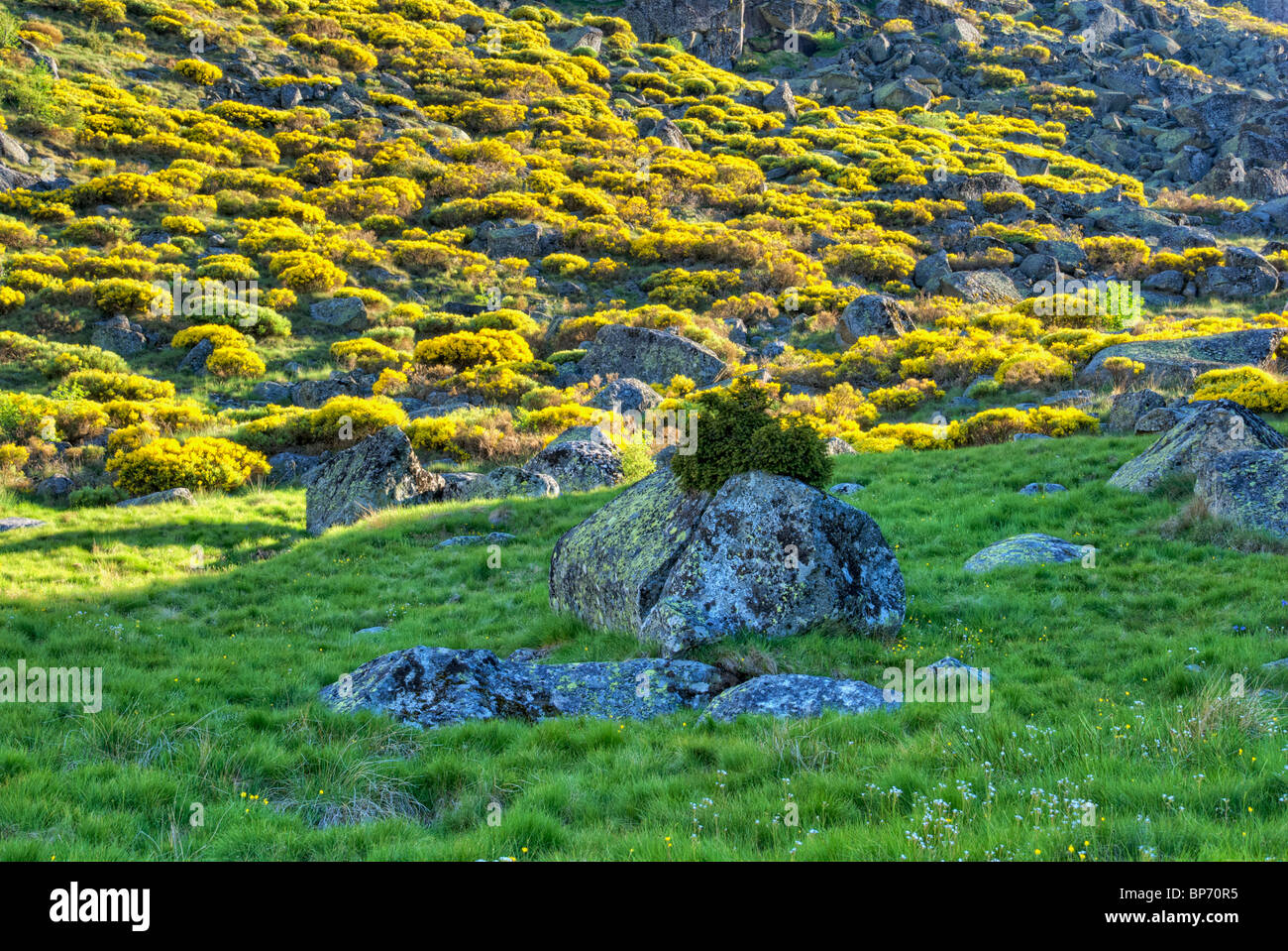 Besen und Felsen. Sierra del Barco. Sierra de Gredos Regional Park. El Barco de Avila. Avila Provinz. Castilla y Leon. Spanien. Stockfoto