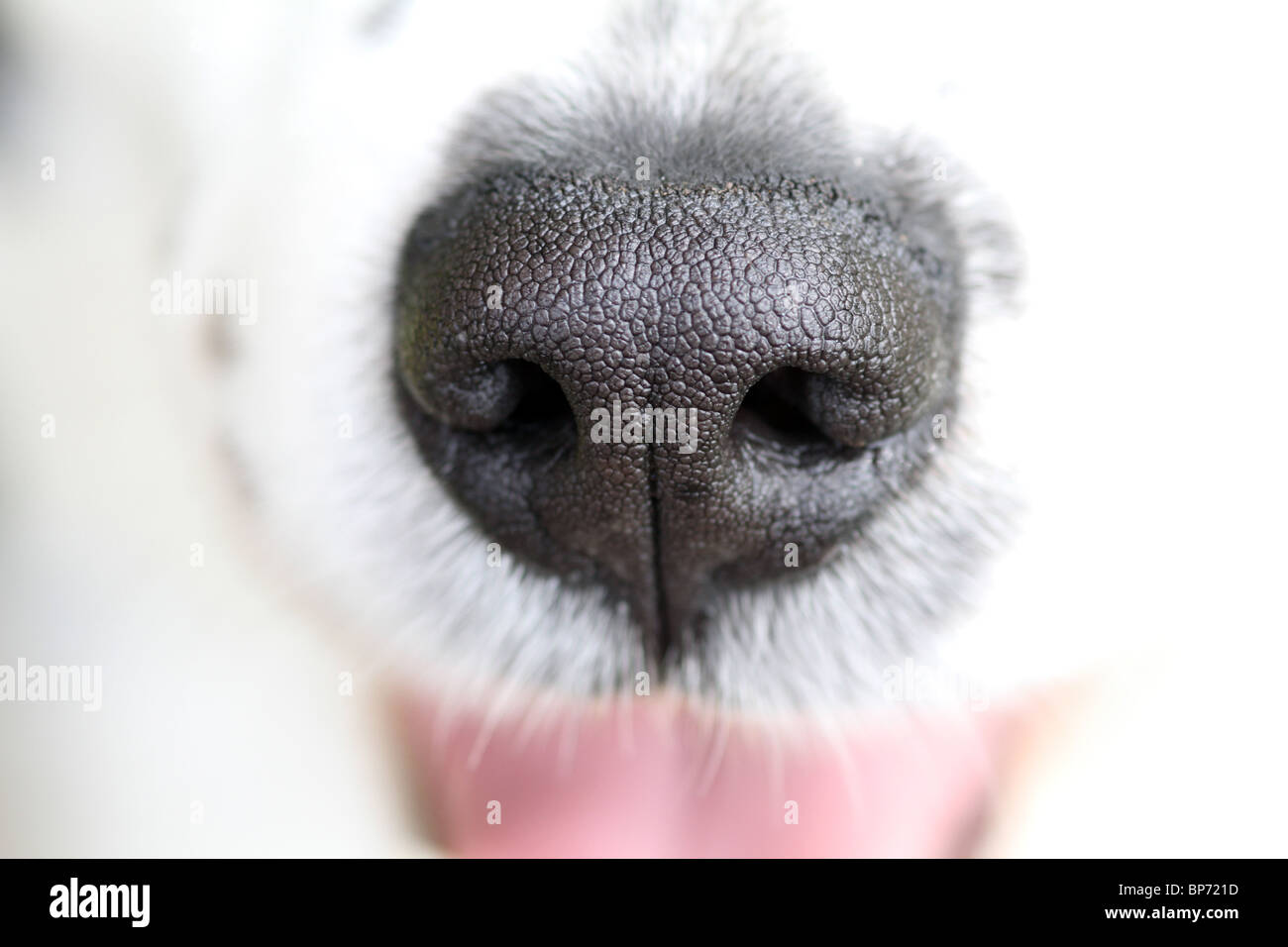 Die Hundenase Stockfotos und -bilder Kaufen - Alamy